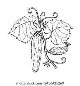 Cucumber sketch. Hand drawn vector illustration. Cucumber plant with cucumber, leaves and flowers. Isolated on white background.