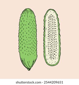 Cucumber sketch outline illustration. Simple doodle drawing in engraving style. Hand drawn vector line art clipart