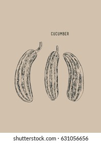 cucumber , sketch vector.