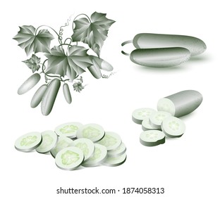 pepino, pepino de rodaja con hojas de tallo verde. Ilustración vectorial conjunto de diseño vegetal orgánico.