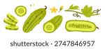 Cucumber slices and half vegetable. Healthy organic food ingredient concept for salad and vegan diet designs. Flat vector illustration.