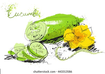 Cucumber slices isolated on white background, art hand draw style