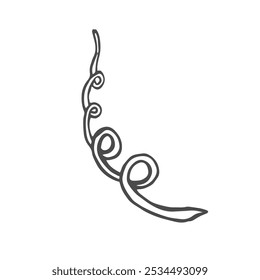 Cucumber tendril hand drawn sketch in vector