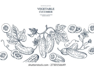 Cucumber, tendrils, flower, leaf hand drawn Isolated vector illustration banner. Health food produce. Greeting card templates, restaurant menu, packaging. Detailed botanical sketches. Engraving style
