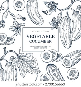 Cucumber, tendrils, flower, leaf, hand drawn Isolated vector illustration banner. Health food produce. Greeting card templates, restaurant menu, packaging. Detailed botanical sketches. Engraving