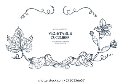 Cucumber, tendrils, flower, leaf, pickle hand drawn Isolated vector illustration banner. Health food produce. Greeting card templates, restaurant menu, packaging. Detailed botanical sketches.