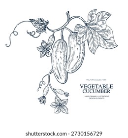 Cucumber, tendrils, flower, pickle hand drawn Isolated vector illustration banner. Health food produce. Greeting card templates, restaurant menu or packaging. Detailed botanical sketches. Engraving