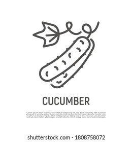 Icono de línea delgada de pepino. Alimentos veganos sanos. Ingrediente para ensalada. Ilustración vectorial.