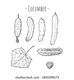 Cucumber. Vector cartoon illustration. Isolated on white. Hand-drawn style.