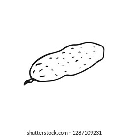 cucumber vector doodle sketch isolated on white background