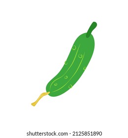 Cucumber. Vector illustration. Fresh vegetables.
