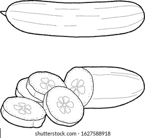 Cucumber Vector Illustration Hand Drawn Vegetable Cartoon Art