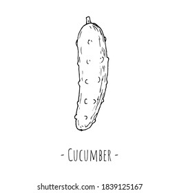 Cucumber. Vector illustration. Isolated on white. Hand-drawn style.
