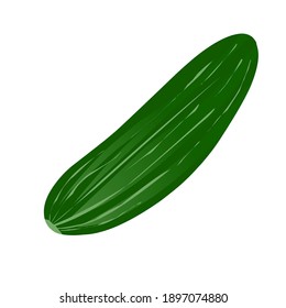 Cucumber vector illustration on white background