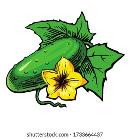 Cucumber.
El vector está aislado en un fondo blanco. Dibujo manual. Hortalizas de jardín.