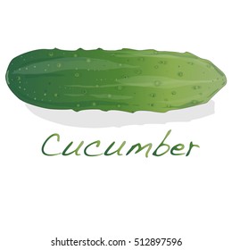 Cucumber vector isolated on white background