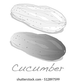 Cucumber vector isolated on white background