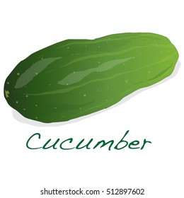 Cucumber vector isolated on white background
