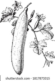 Cucumber vegetable, From the Dictionary of Word and Things, 1888.