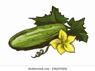 Cucumber vegetable with flower and green leaves as ingredient for pickling. Vector colored illustration on white background