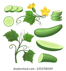 Cucumber vegetable plant cartoon drawing. Pepino diet food vegetables with leaves and flowers, cucumbers whole half and slices colored set isolated vector illustration