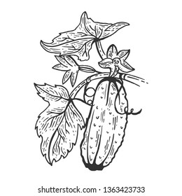 Cucumber vegetable plant on branch sketch engraving vector illustration. Scratch board style imitation. Hand drawn image.