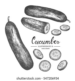 Cucumber - vegetable vector element collection via hand drawn illustration. Ink and pen sketch set.
