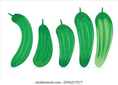 Cucumber vegetable vector. Fresh and healthy vegetable illustration. Cucumber vegetable isolated