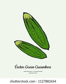 Cucumber vegetable vector isolate. Green whole cucumbers. Vegetables hand drawn illustration. Trendy food vegetarian ripe cucumber icon logo poster, banner, sketch style. Vector illustration isolated