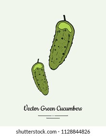 Cucumber vegetable vector isolate. Green whole cucumbers. Vegetables hand drawn illustration. Trendy food vegetarian ripe cucumber icon logo poster, banner, sketch style. Vector illustration isolated