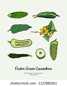 Cucumber vegetable vector isolate set. Green whole half cutted chopped sliced cucumbers, flowers. Vegetables hand drawn illustration. Trendy food vegetarian cucumber icon logo poster. Vector isolated