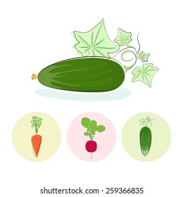 Cucumber vegetables  with leaves on a white background , set of three round colorful icons  cucumber, carrot, radish, vector illustration
