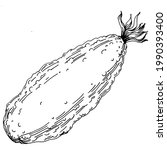 Cucumber vegetables sketch vector illustration. Engraved style. Product on the agricultural market. The best situated for design menu, label, badges, banners and promotion. 