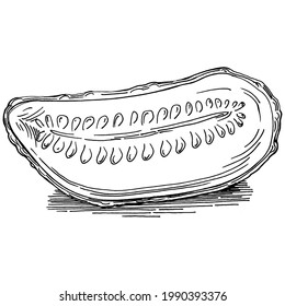 Cucumber vegetables sketch vector illustration. Engraved style. Product on the agricultural market. The best situated for design menu, label, badges, banners and promotion. 