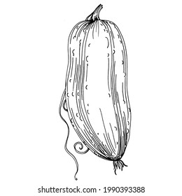 Las verduras de pepino esbozan la ilustración vectorial. Estilo grabado. Producto en el mercado agrícola. La mejor ubicación para el menú de diseño, etiqueta, insignias, banners y promociones. 