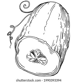Las verduras de pepino esbozan la ilustración vectorial. Estilo grabado. Producto en el mercado agrícola. La mejor ubicación para el menú de diseño, etiqueta, insignias, banners y promociones. 