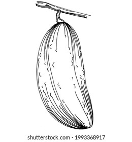 Cucumber vegetables sketch vector illustration. Engraved style. Product on the agricultural market. The best situated for design menu, label, badges, banners and promotion. 