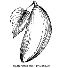 Las verduras de pepino esbozan la ilustración vectorial. Estilo grabado. Producto en el mercado agrícola. La mejor ubicación para el menú de diseño, etiqueta, insignias, banners y promociones. 