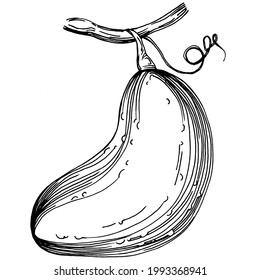Cucumber vegetables sketch vector illustration. Engraved style. Product on the agricultural market. The best situated for design menu, label, badges, banners and promotion. 