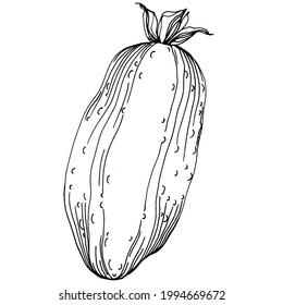 Las verduras de pepino esbozan la ilustración vectorial. Estilo grabado. Producto en el mercado agrícola. La mejor ubicación para el menú de diseño, etiqueta, insignias, banners y promociones. 