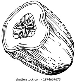 Cucumber vegetables sketch vector illustration. Engraved style. Product on the agricultural market. The best situated for design menu, label, badges, banners and promotion. 