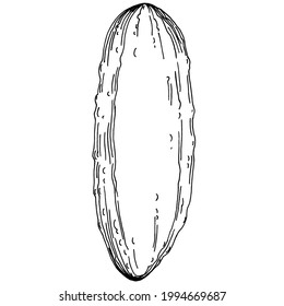Las verduras de pepino esbozan la ilustración vectorial. Estilo grabado. Producto en el mercado agrícola. La mejor ubicación para el menú de diseño, etiqueta, insignias, banners y promociones. 