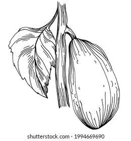 Las verduras de pepino esbozan la ilustración vectorial. Estilo grabado. Producto en el mercado agrícola. La mejor ubicación para el menú de diseño, etiqueta, insignias, banners y promociones. 