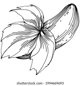 Cucumber vegetables sketch vector illustration. Engraved style. Product on the agricultural market. The best situated for design menu, label, badges, banners and promotion. 