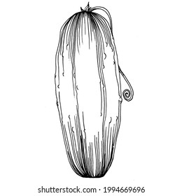 Cucumber vegetables sketch vector illustration. Engraved style. Product on the agricultural market. The best situated for design menu, label, badges, banners and promotion. 