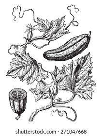 Cucumber, vintage engraved illustration. La Vie dans la nature, 1890. 