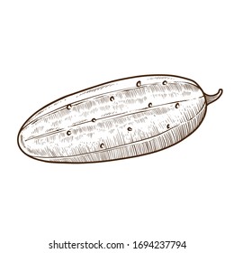 cucumber vintage hand drawn vector
