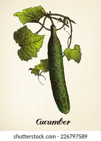 Ilustración vintage cucumber. Vector tras ilustración vintage de Brockhaus' Konversations-Lexikon, 14ª edición, Leipzig 1896