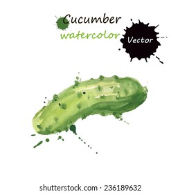 Cucumber, watercolor painting on white background, vector illustration
