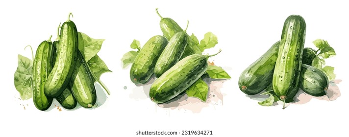 Cucumber, watercolor painting style illustration. Vector set.